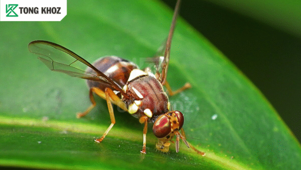 Chủ động phòng trừ