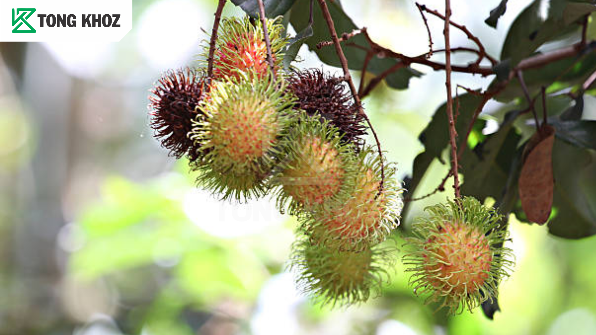 Chủ động phòng trừ 