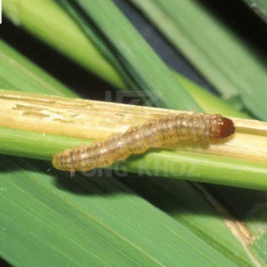 Chủ động phòng trừ