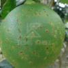 Chủ động phòng trừ