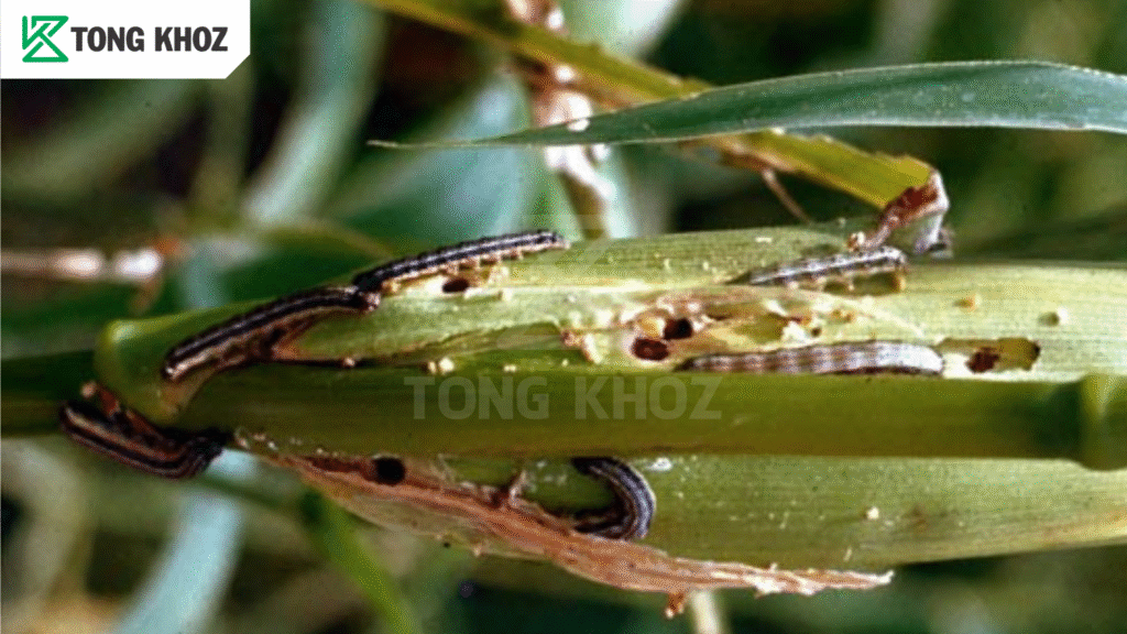 Chủ động phòng trừ