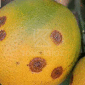 Chủ động phòng trừ