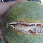 Chủ động phòng trừ bệnh