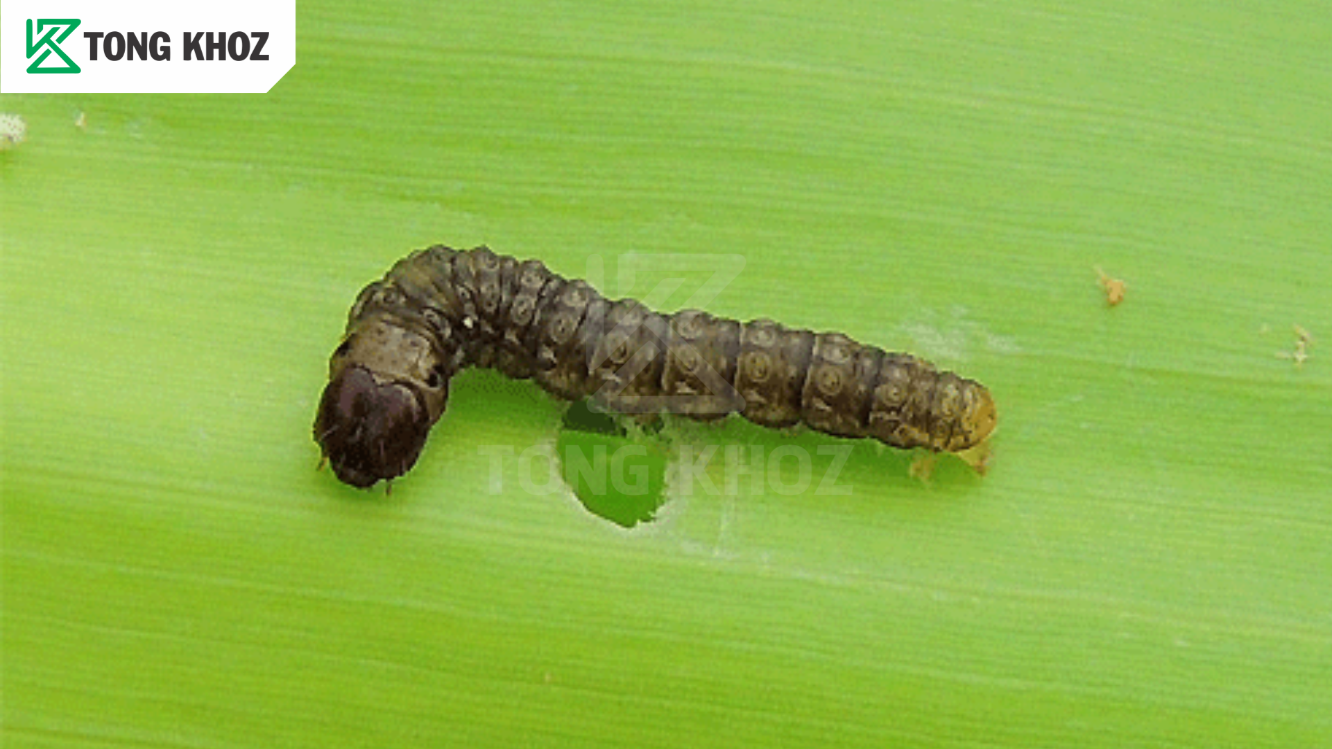 Đặc điểm sâu đục thân hại ngô