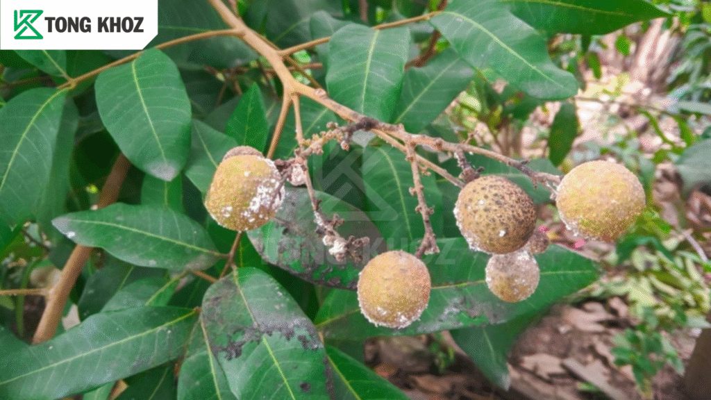 Đặc điểm rệp sáp hại nhãn 