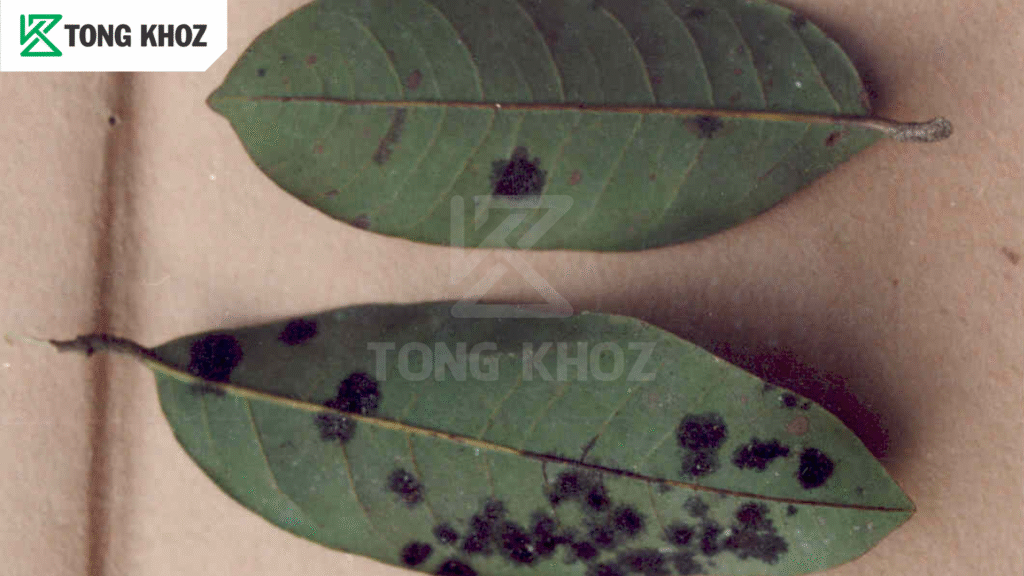 Dấu hiệu nấm bồ hóng hại chôm chôm 