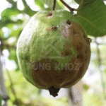 Dấu hiệu ruồi đục trái ổi