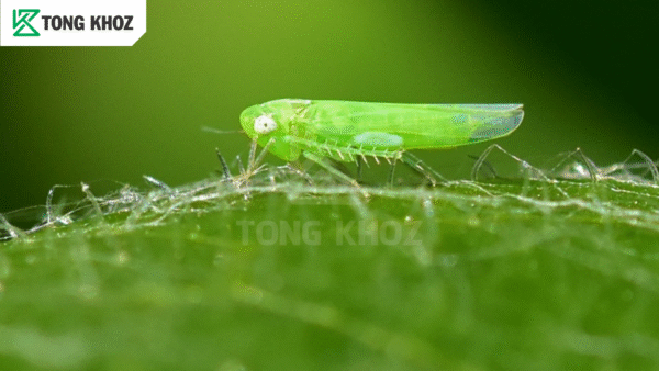 Hậu quả rầy xanh hại khổ qua