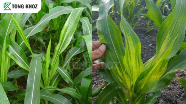 Nguyên nhân bệnh bạch tạng trên ngô