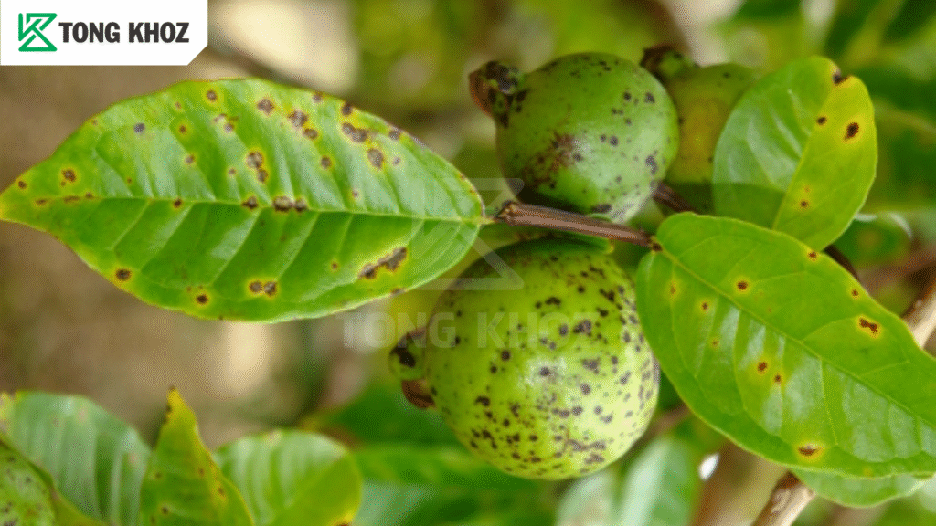 Nguyên nhân bệnh đốm rong trên ổi