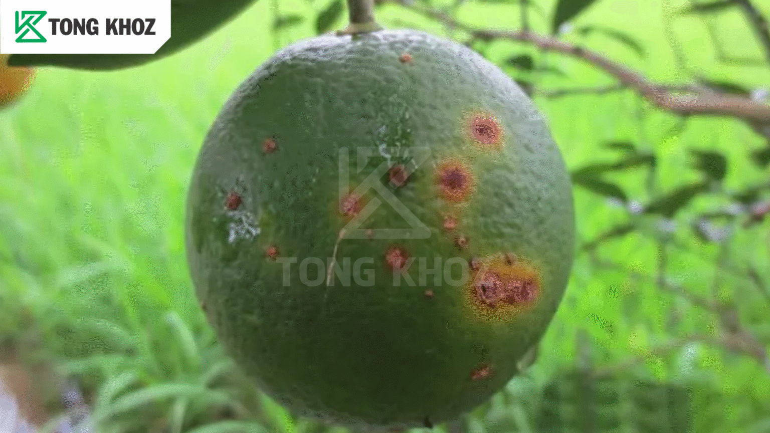Nguyên nhân bệnh loét trên cây bưởi