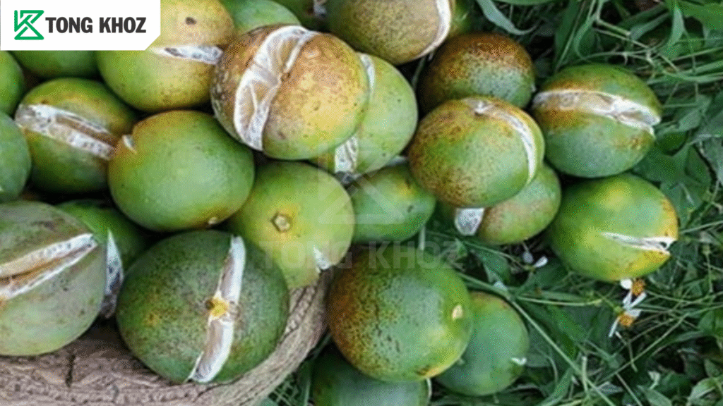 Nguyên nhân bệnh nứt trái chanh