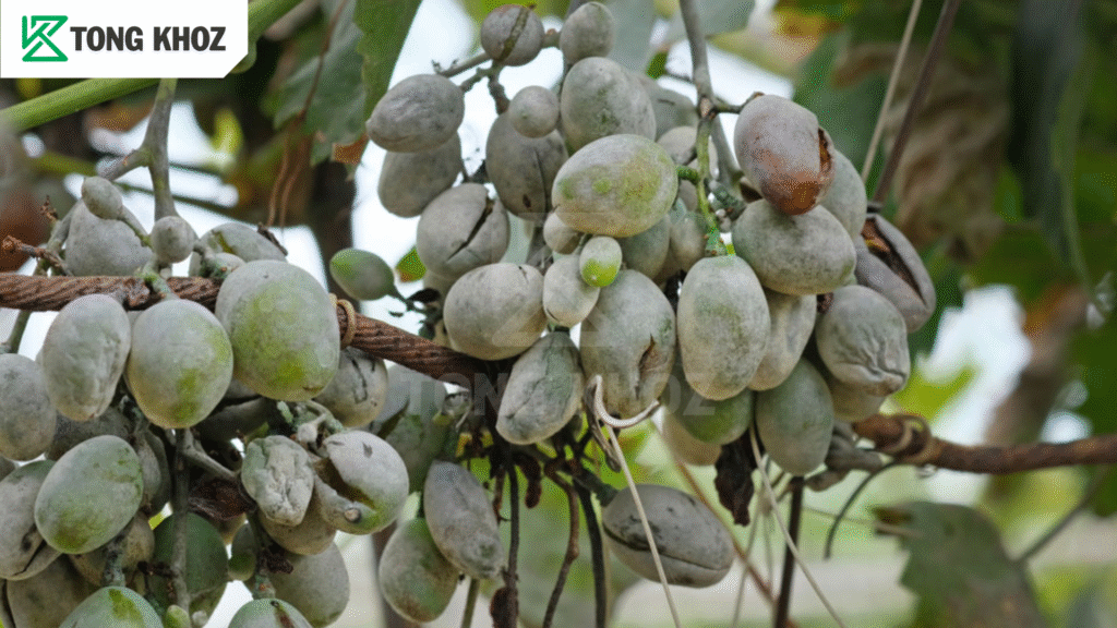 Nguyên nhân bệnh phấn trắng trên nho