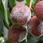Nguyên nhân bệnh sương mai trên vải