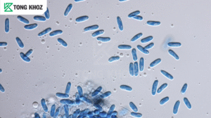 Nguyên nhân bệnh thán thư trên khổ qua
