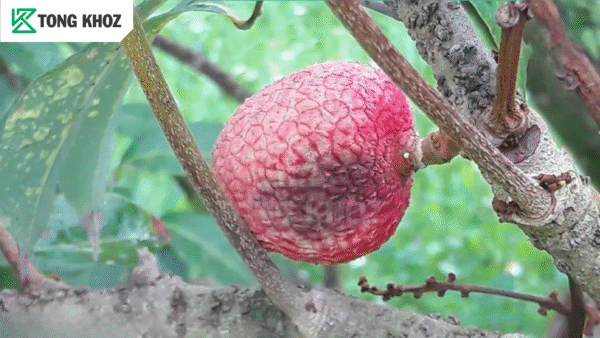 Nguyên nhân bệnh thán thư trên vải