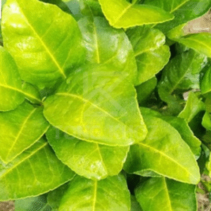 Nguyên nhân bệnh vàng lá bưởi 