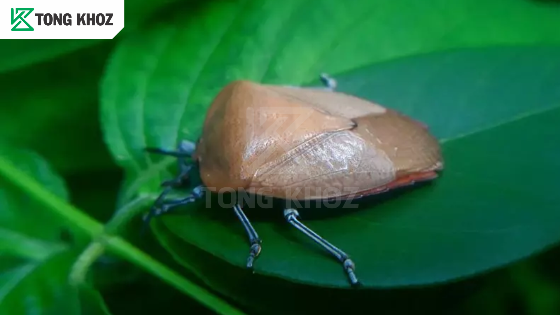 Nguyên nhân bọ xít nâu hại vải