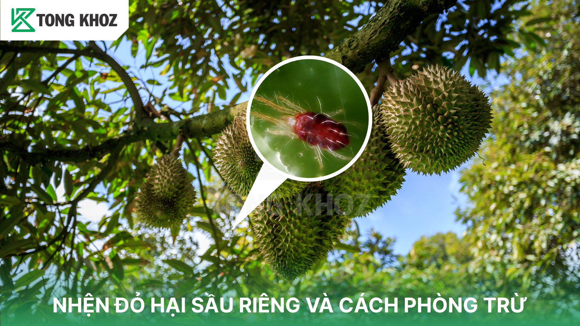 Dấu hiệu nhận biết nhện đỏ hại sầu riêng