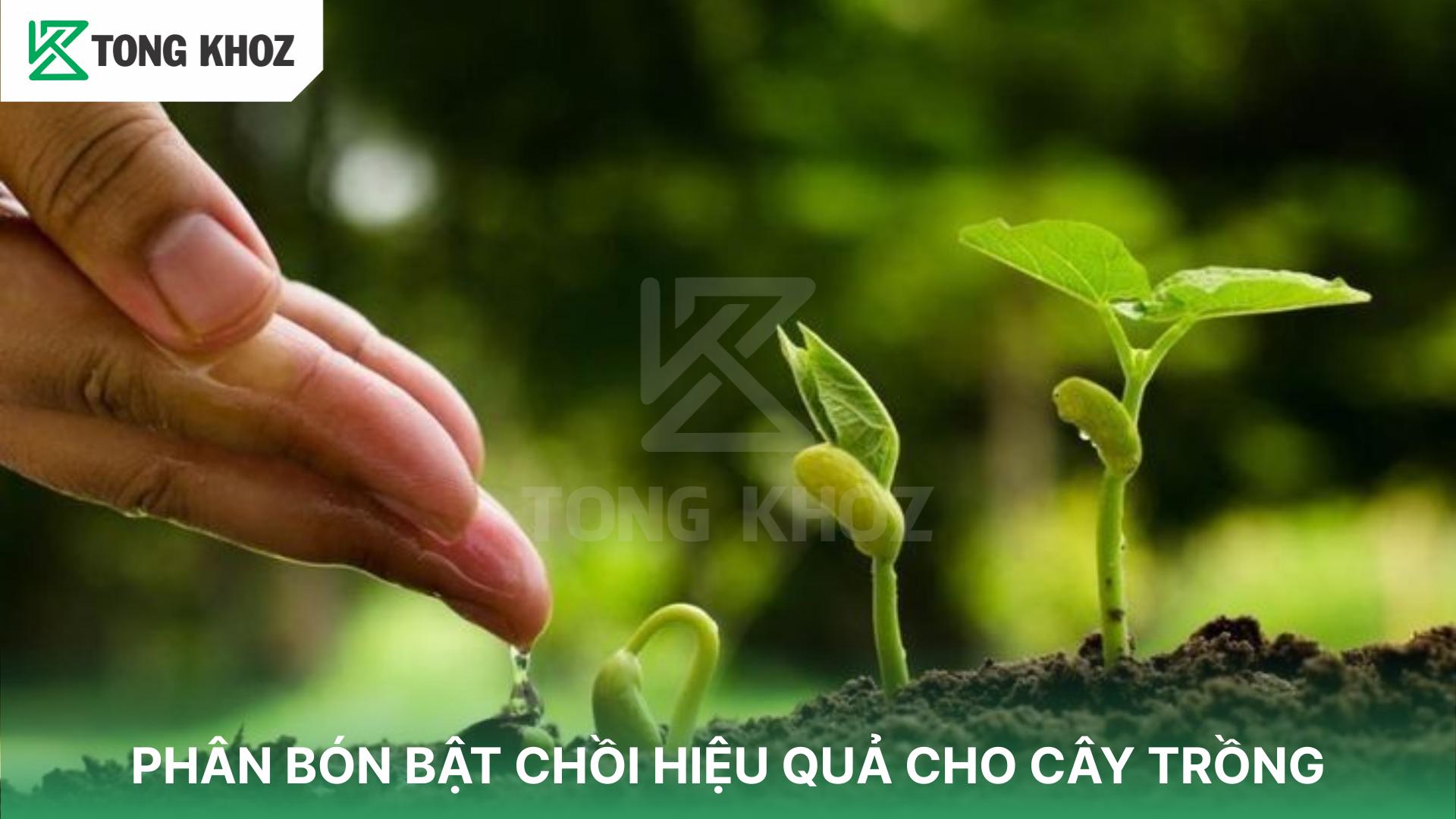 Thành phần Phân bón bật chồi 