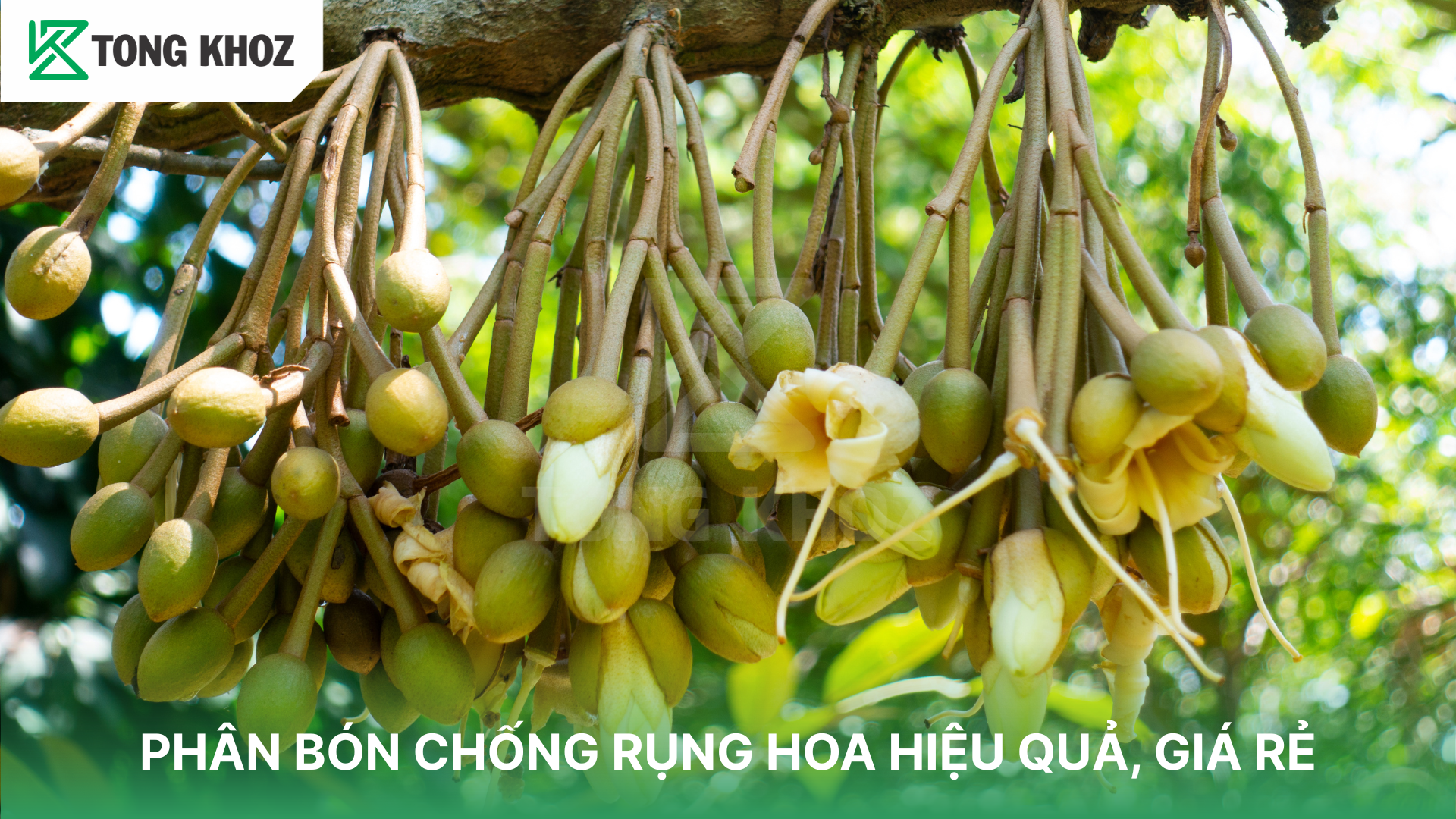 Khi nào nên dùng phân bón chống rụng hoa