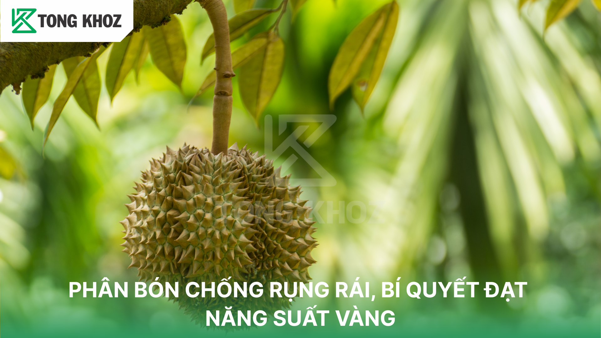 Thành phần phân bón giúp trái lớn đều