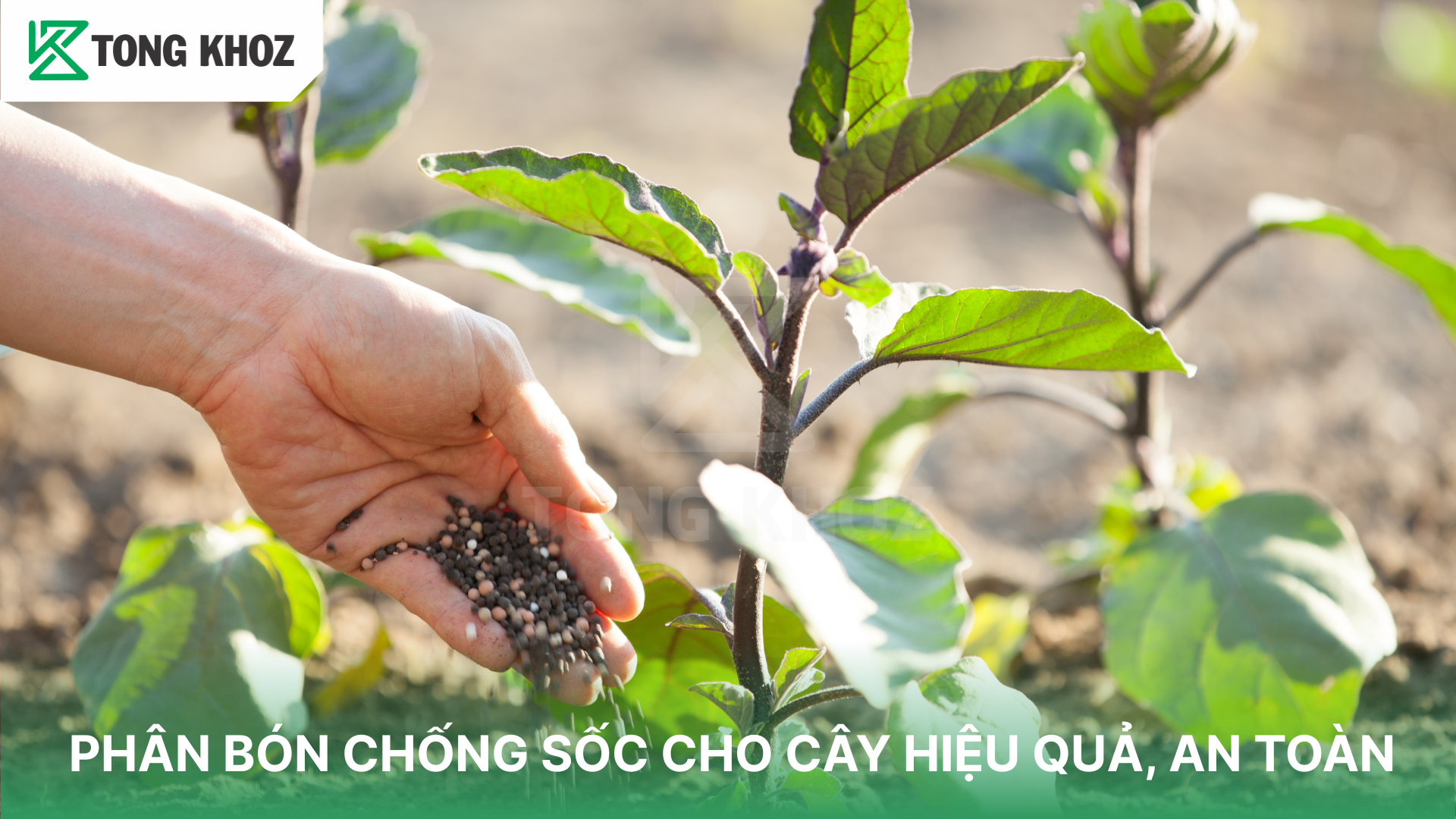Tác dụng phân bón chống sốc