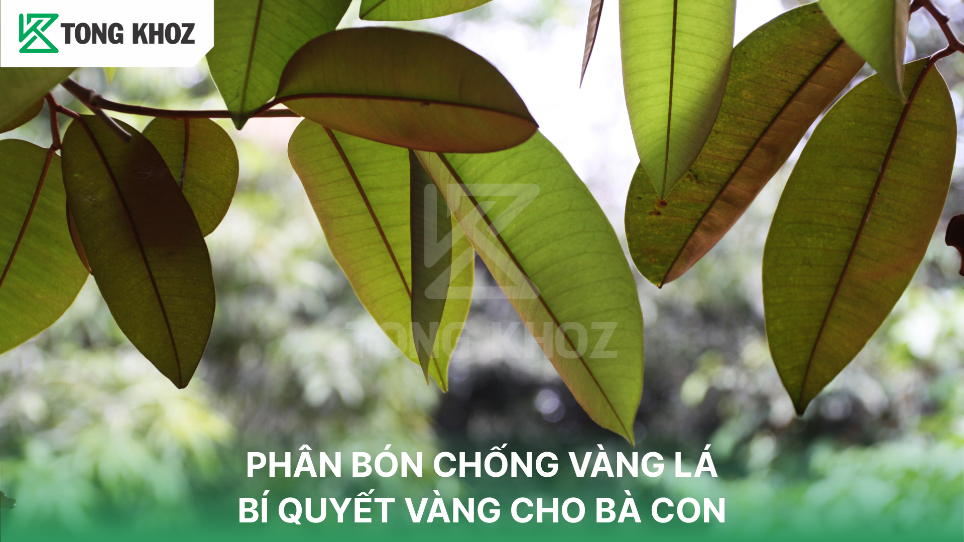 Gợi ý phân bón chống vàng lá