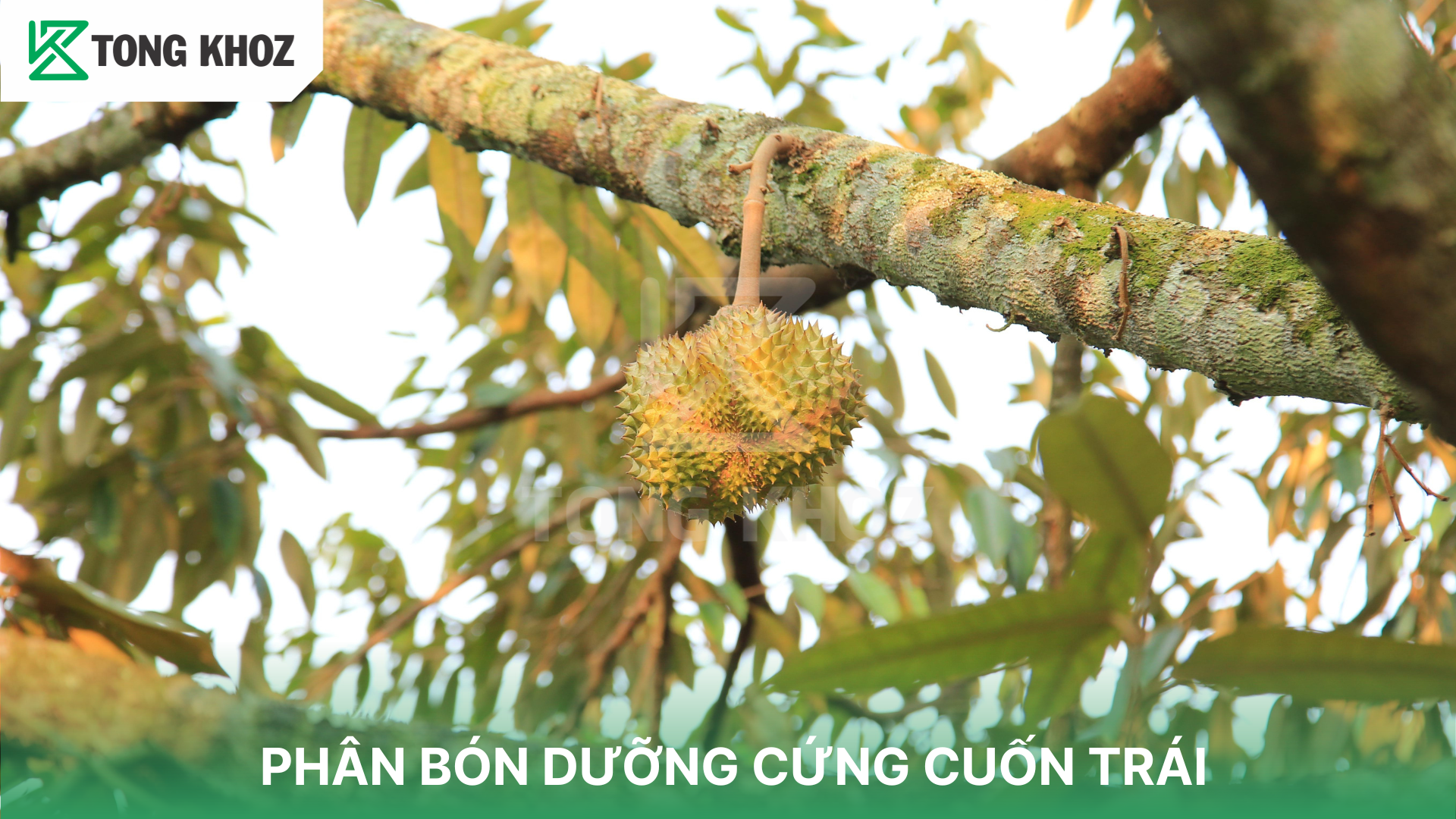 Gợi ý phân bón dưỡng cứng cuốn trái