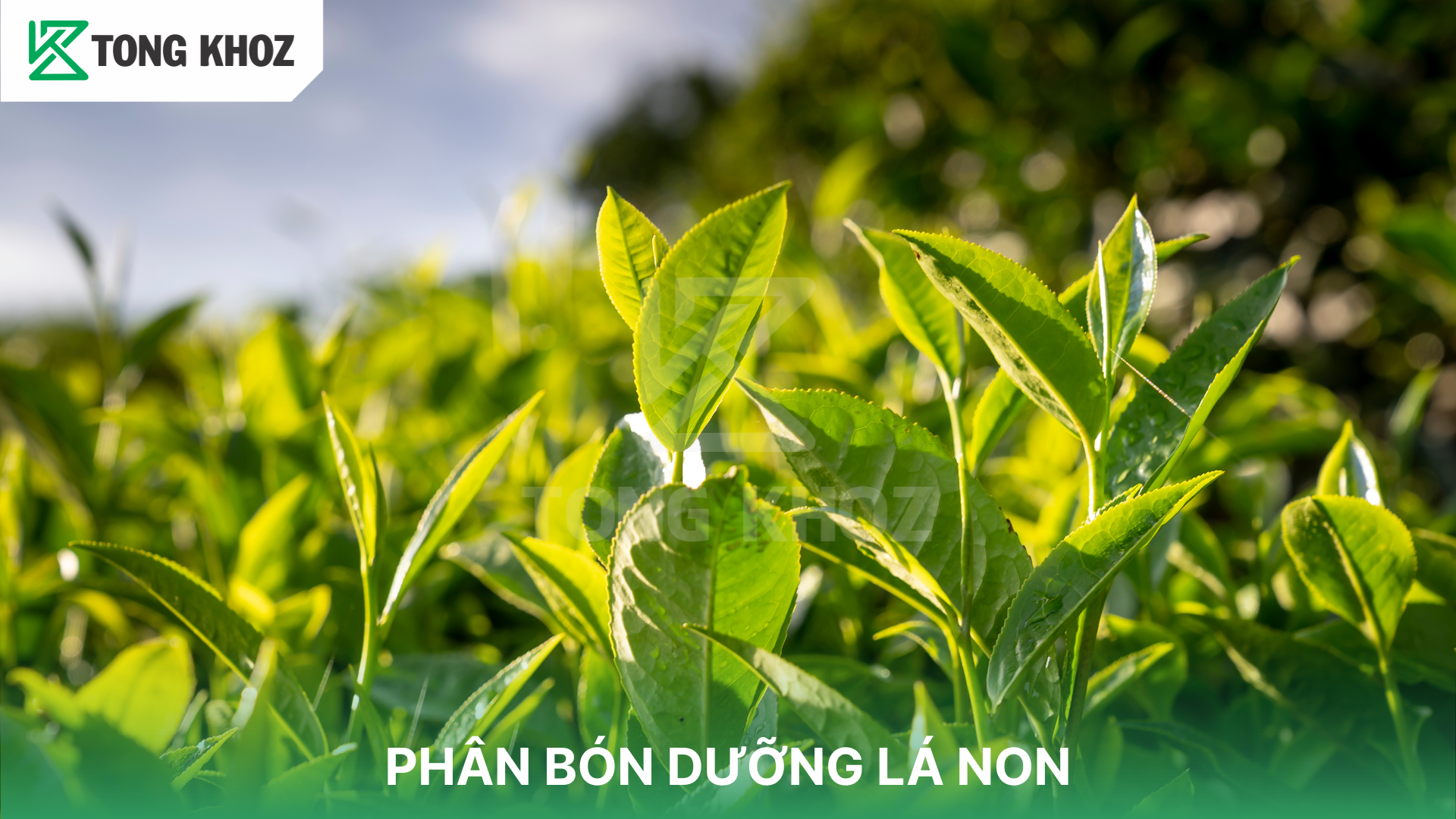 Thành phần quan trọng của phân bón dưỡng lá non 