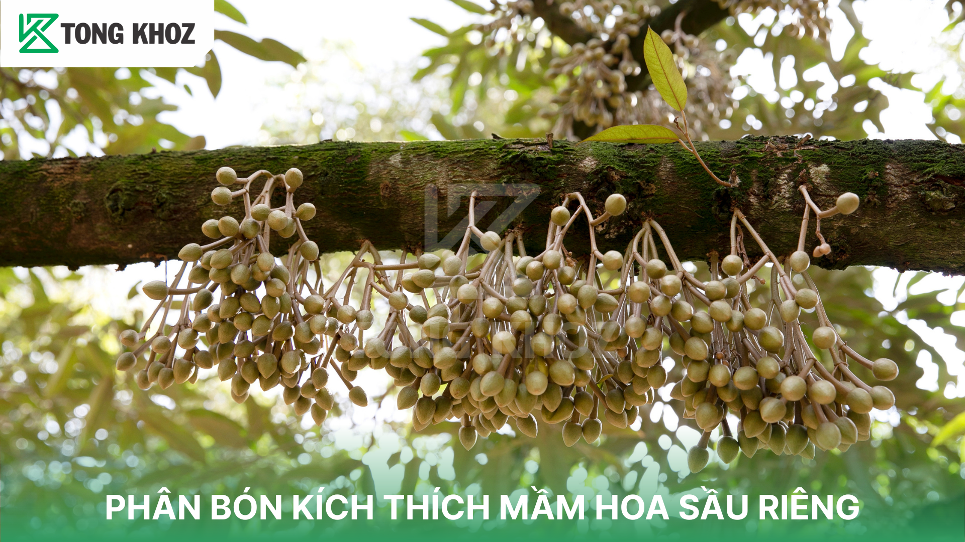 Phân loại phân bón kích thích mầm hoa