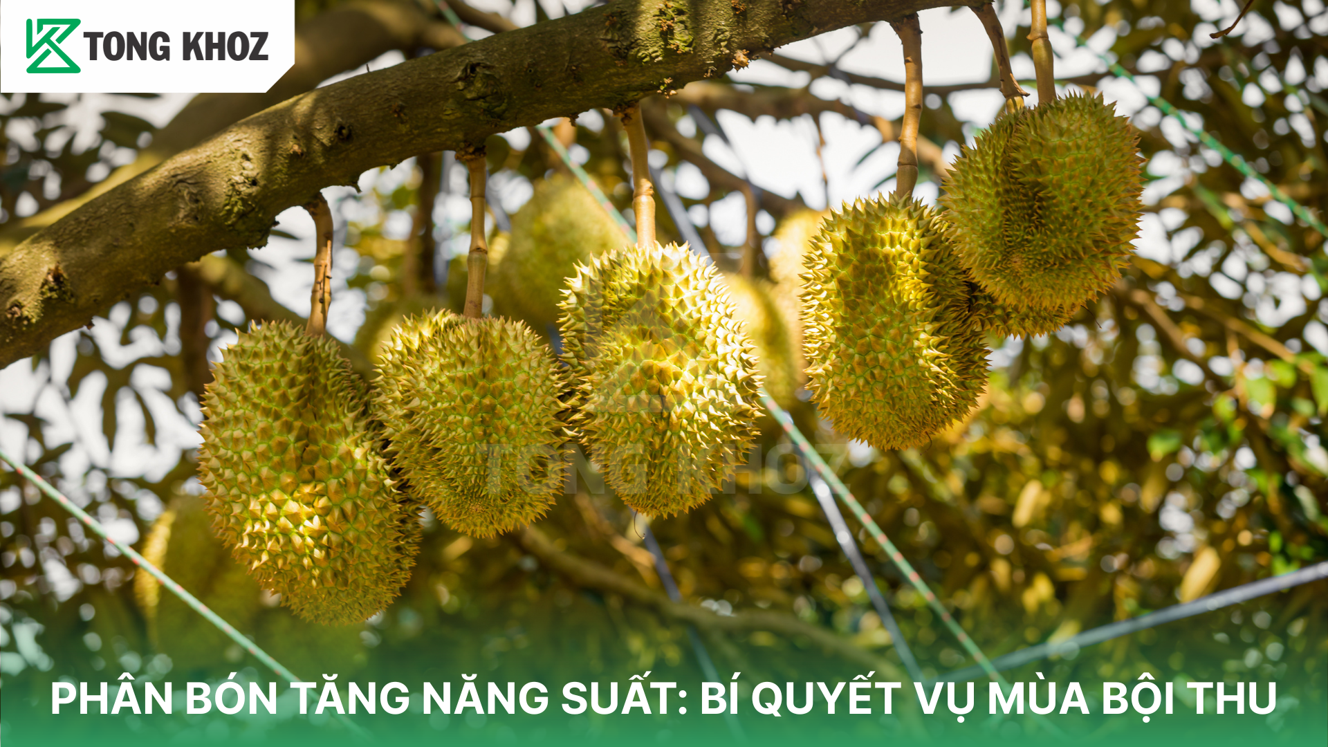 Dưỡng chất trong phân bón tăng năng suất 