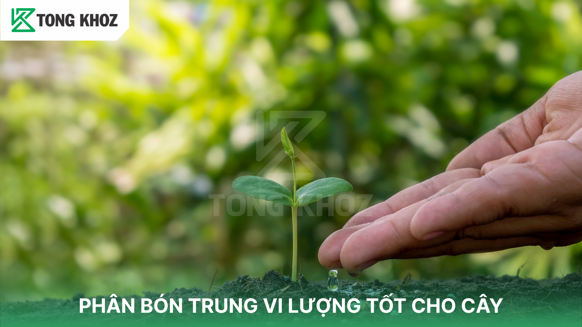 Cách sử dụng phân bón trung vi lượng