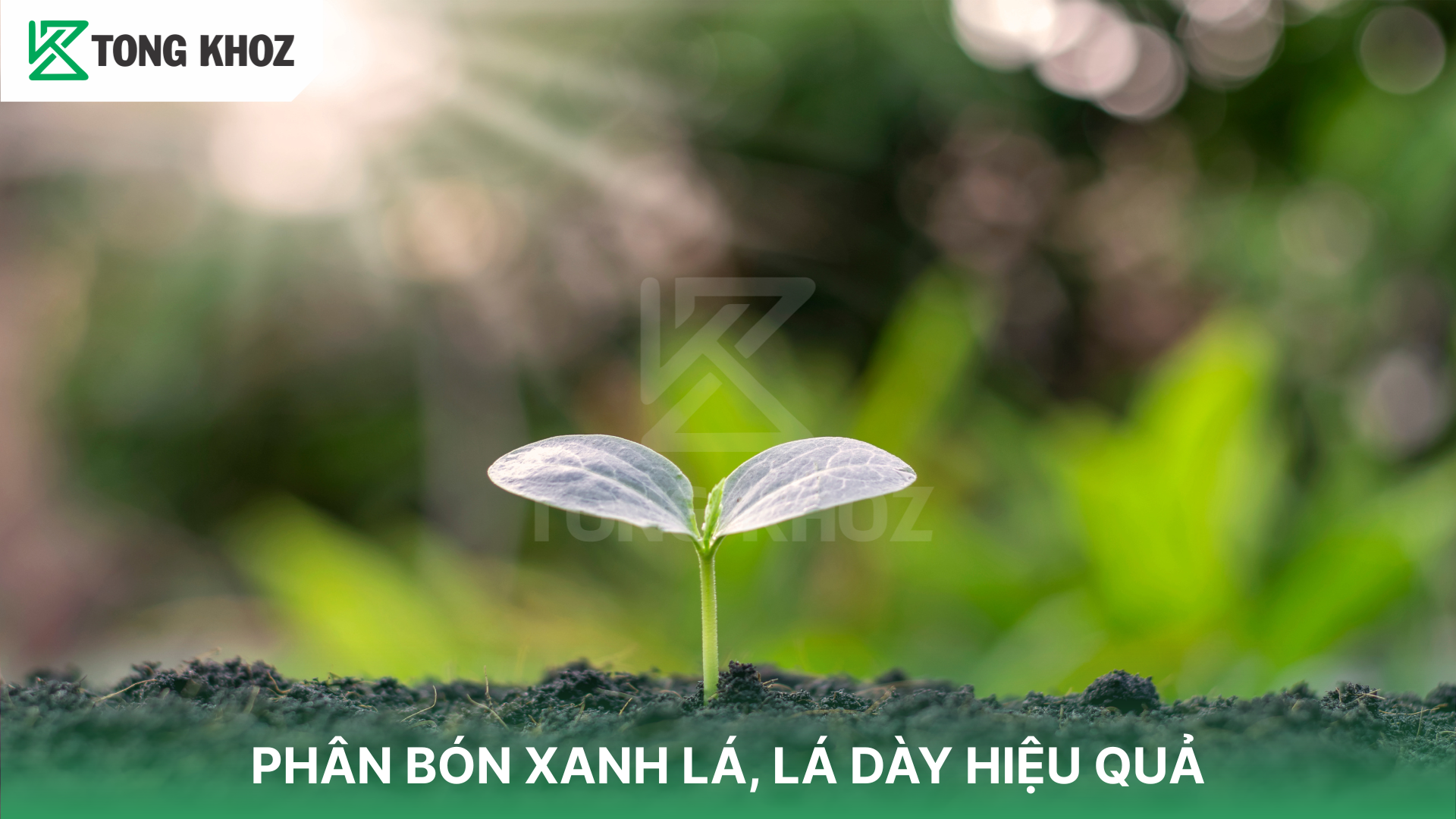 Thành phần chính Phân bón xanh lá