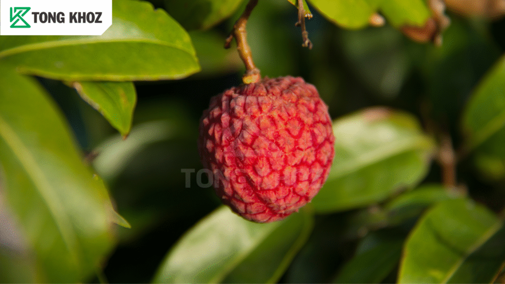Phòng trừ bệnh cháy lá vải