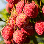 Phòng trừ bệnh sương mai trên vải