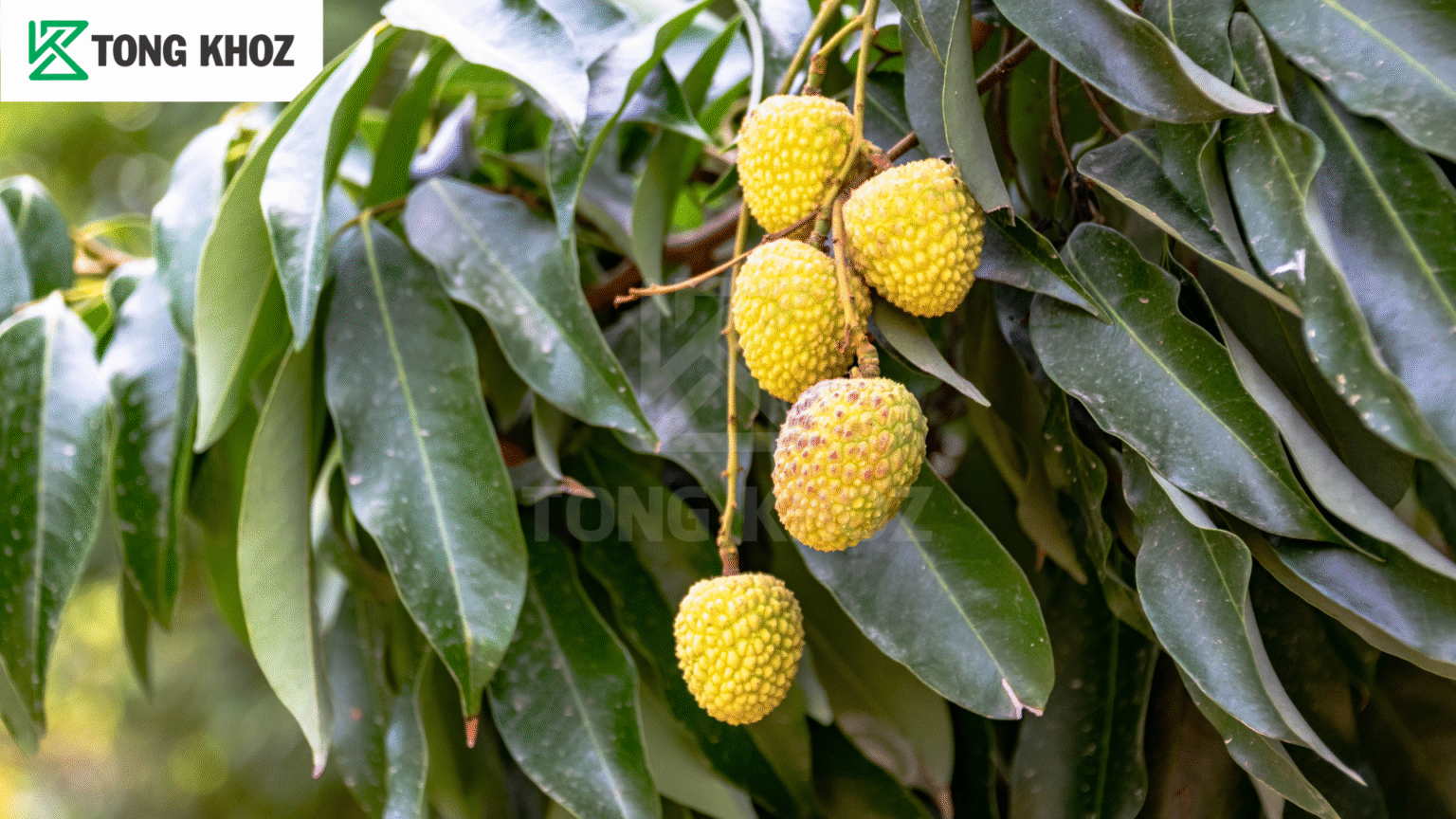 Phòng trừ bệnh thán thư trên vải