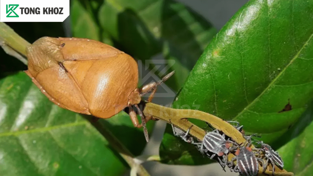 Phòng trừ bọ xít nâu hại vải