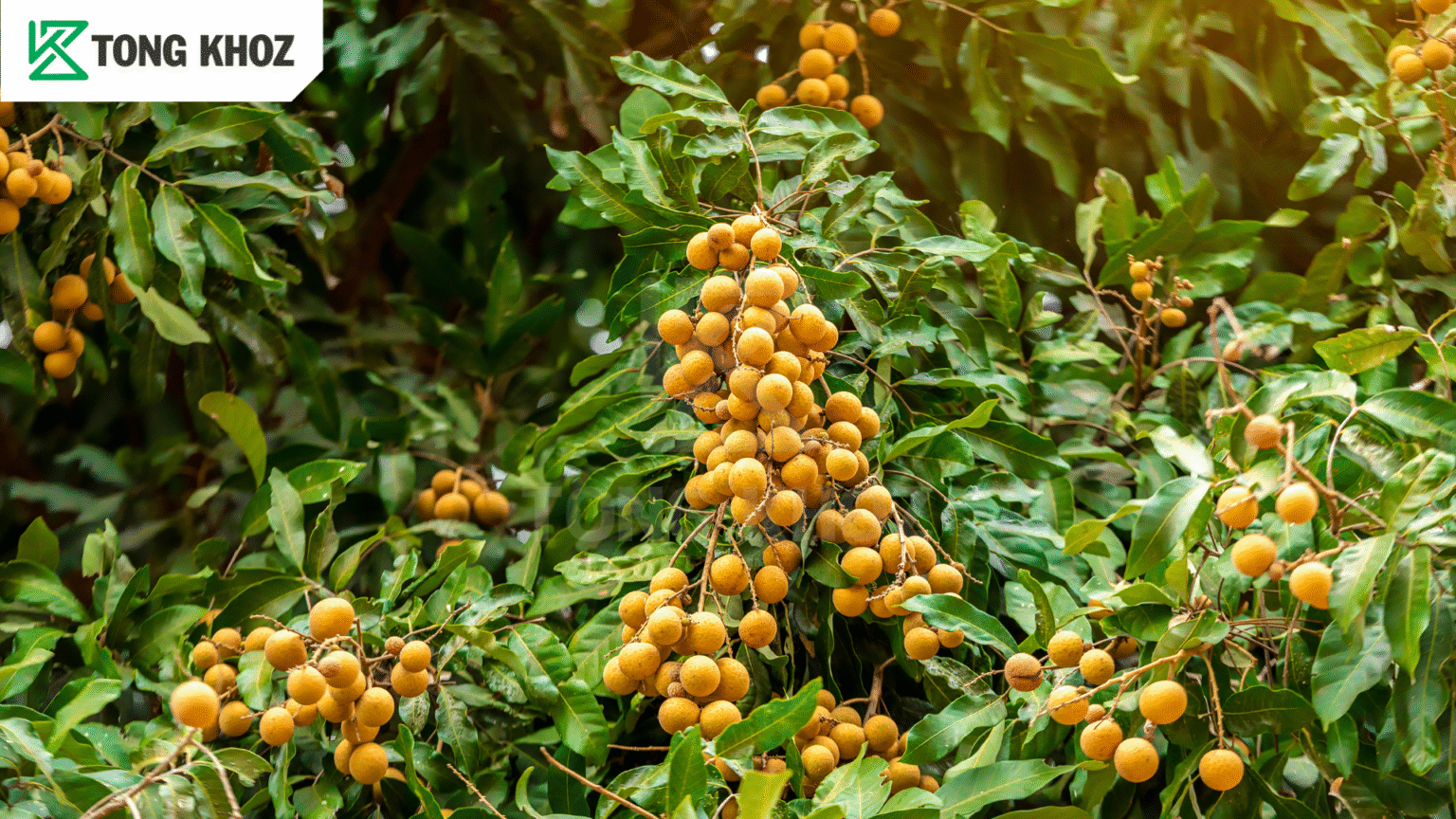 Phòng trừ cháy lá nhãn 