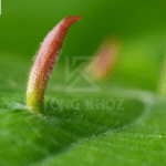 Phòng trừ nhện lông nhung hại vải 