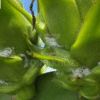 Phòng trừ rệp sáp hại thanh long 