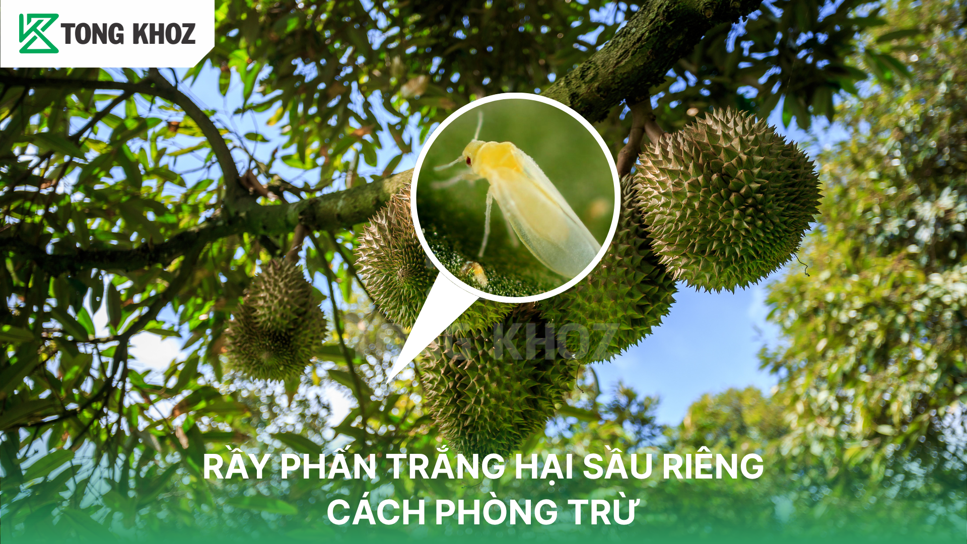 Dấu hiệu nhận biết rầy phấn trắng hại sầu riêng 