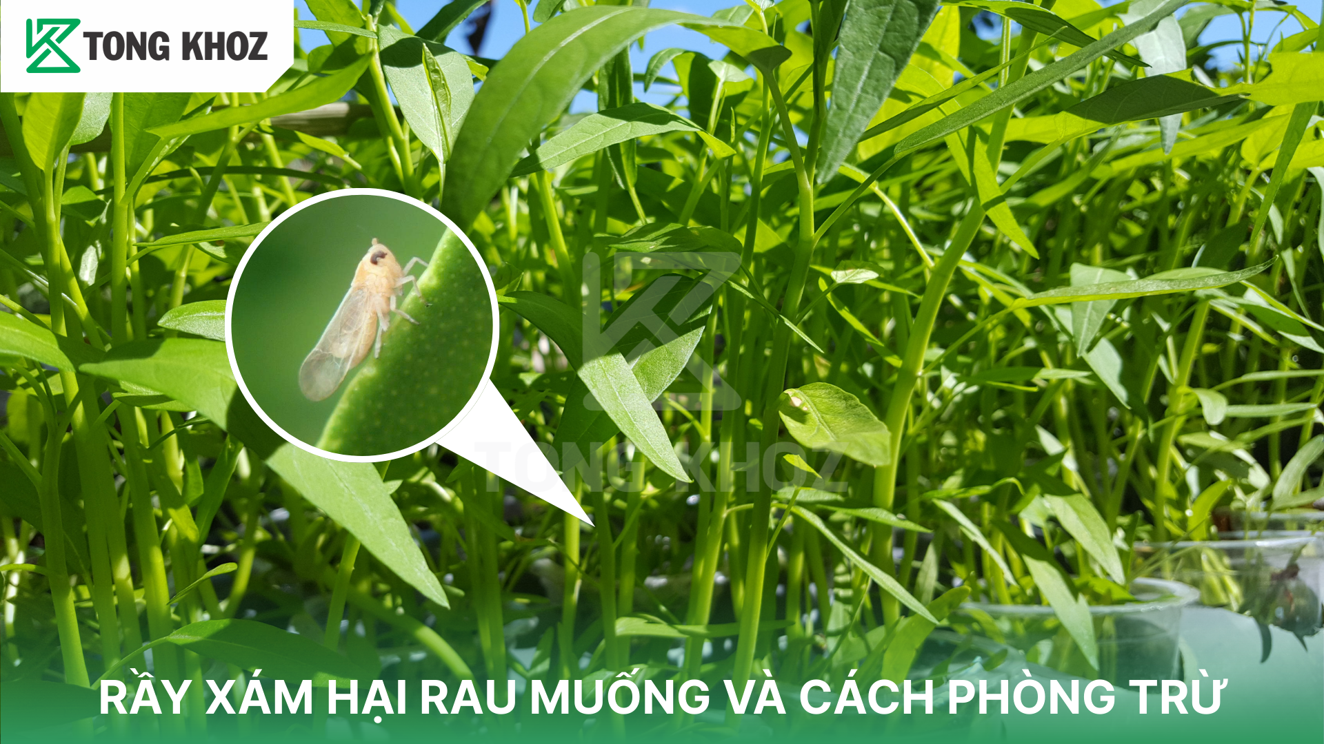RẦY XÁM HẠI RAU MUỐNG VÀ CÁCH PHÒNG TRỪ | Tổng Kho Z