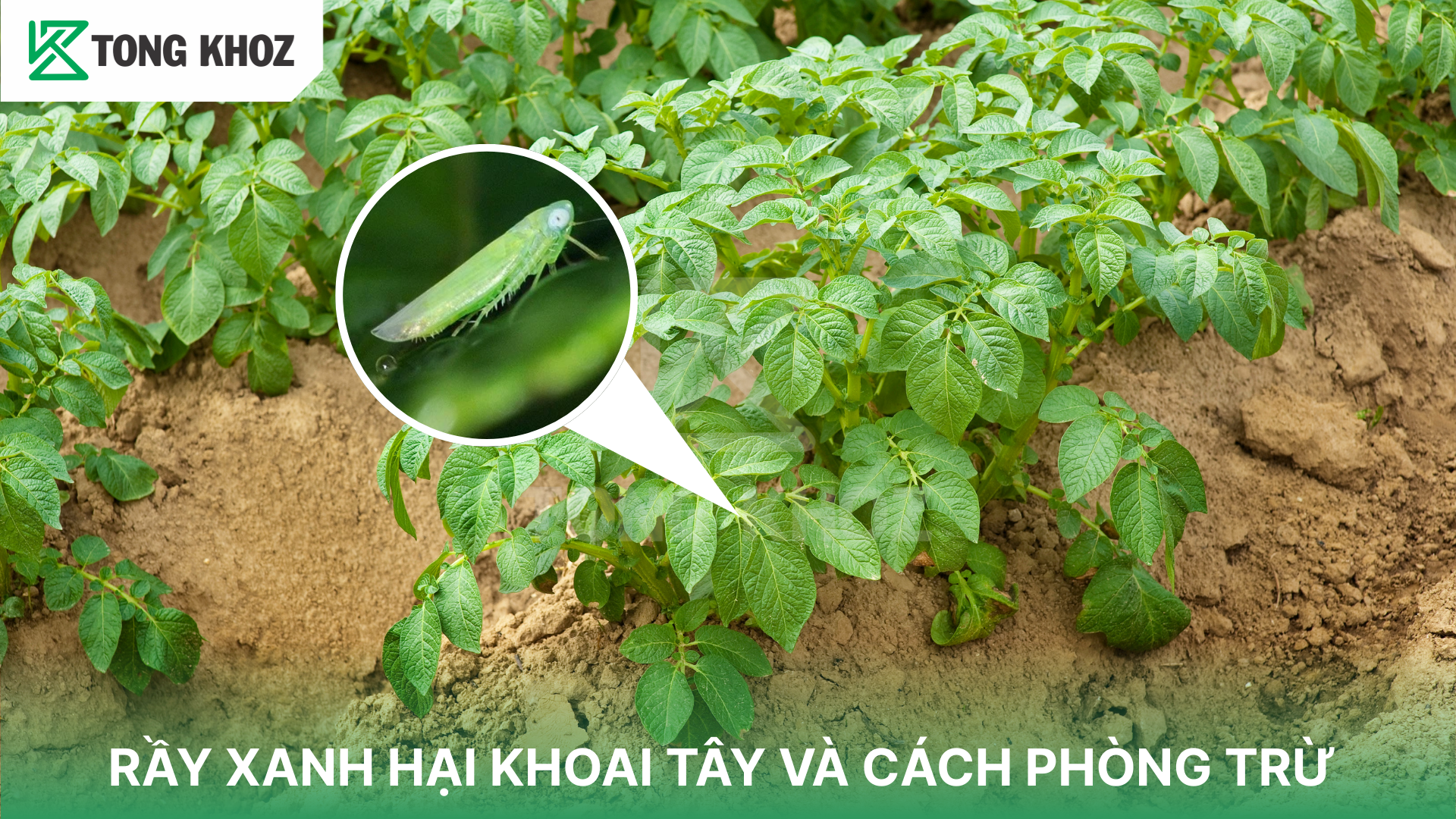 RẦY XANH HẠI KHOAI TÂY VÀ CÁCH PHÒNG TRỪ | Tổng Kho Z
