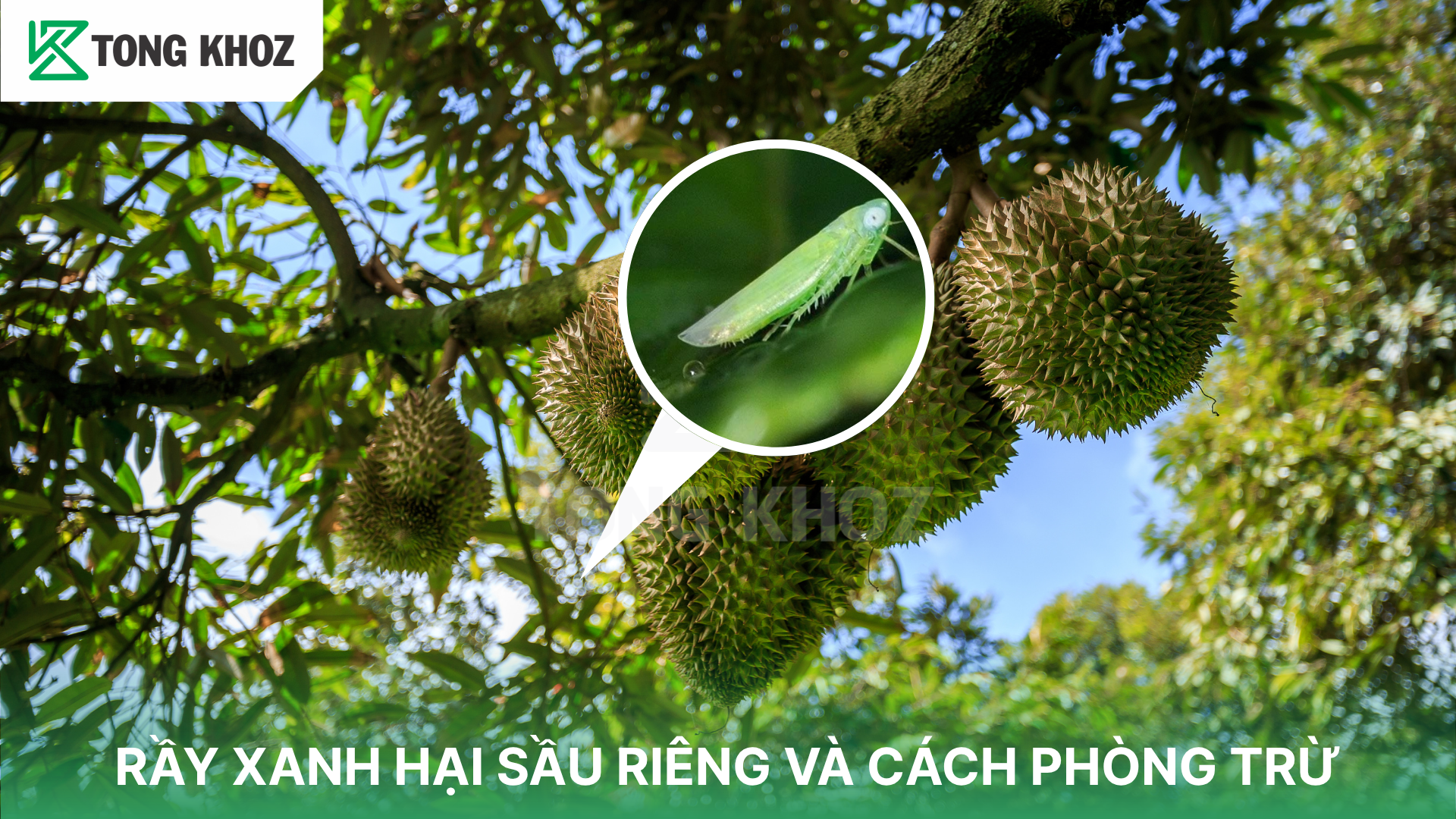 Dấu hiệu nhận biết Rầy xanh hại sầu riêng