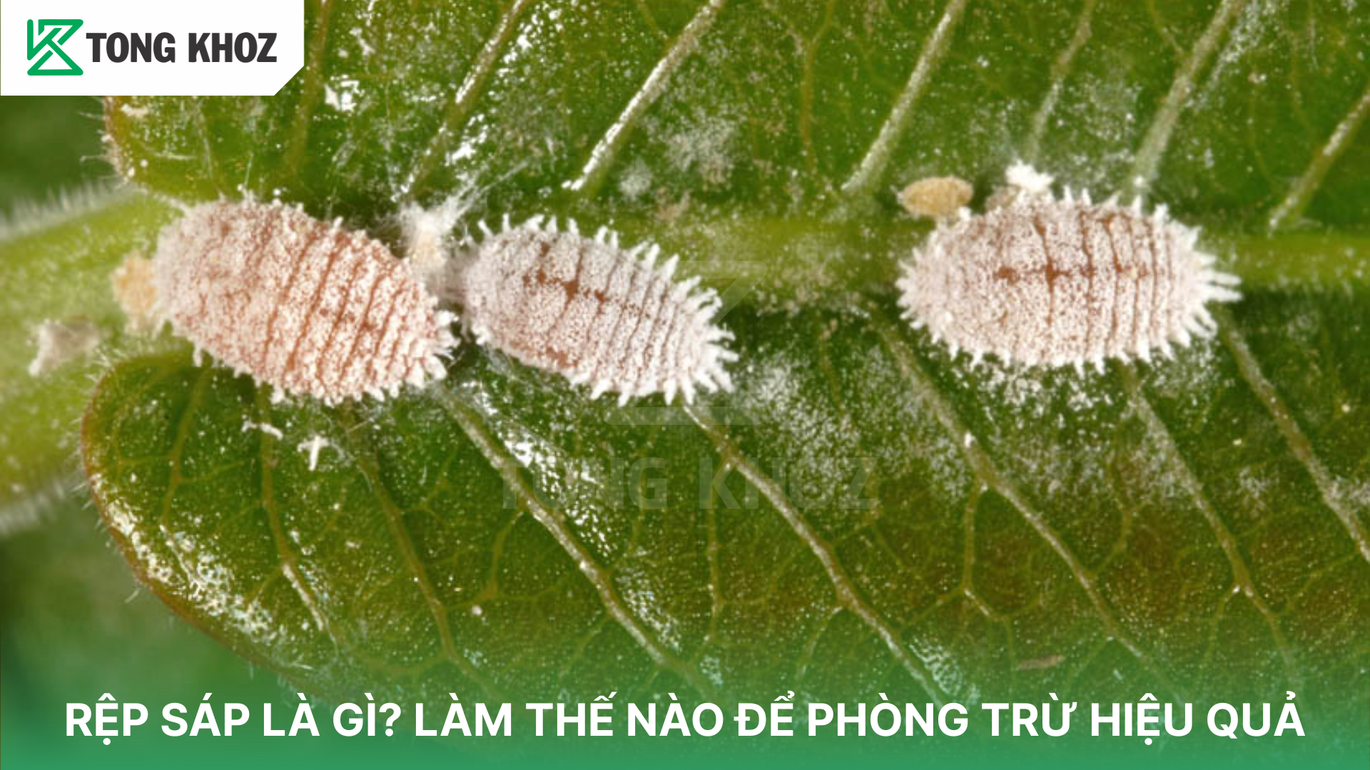 RỆP SÁP LÀ GÌ? LÀM THẾ NÀO ĐỂ PHÒNG TRỪ HIỆU QUẢ | Tổng Kho Z