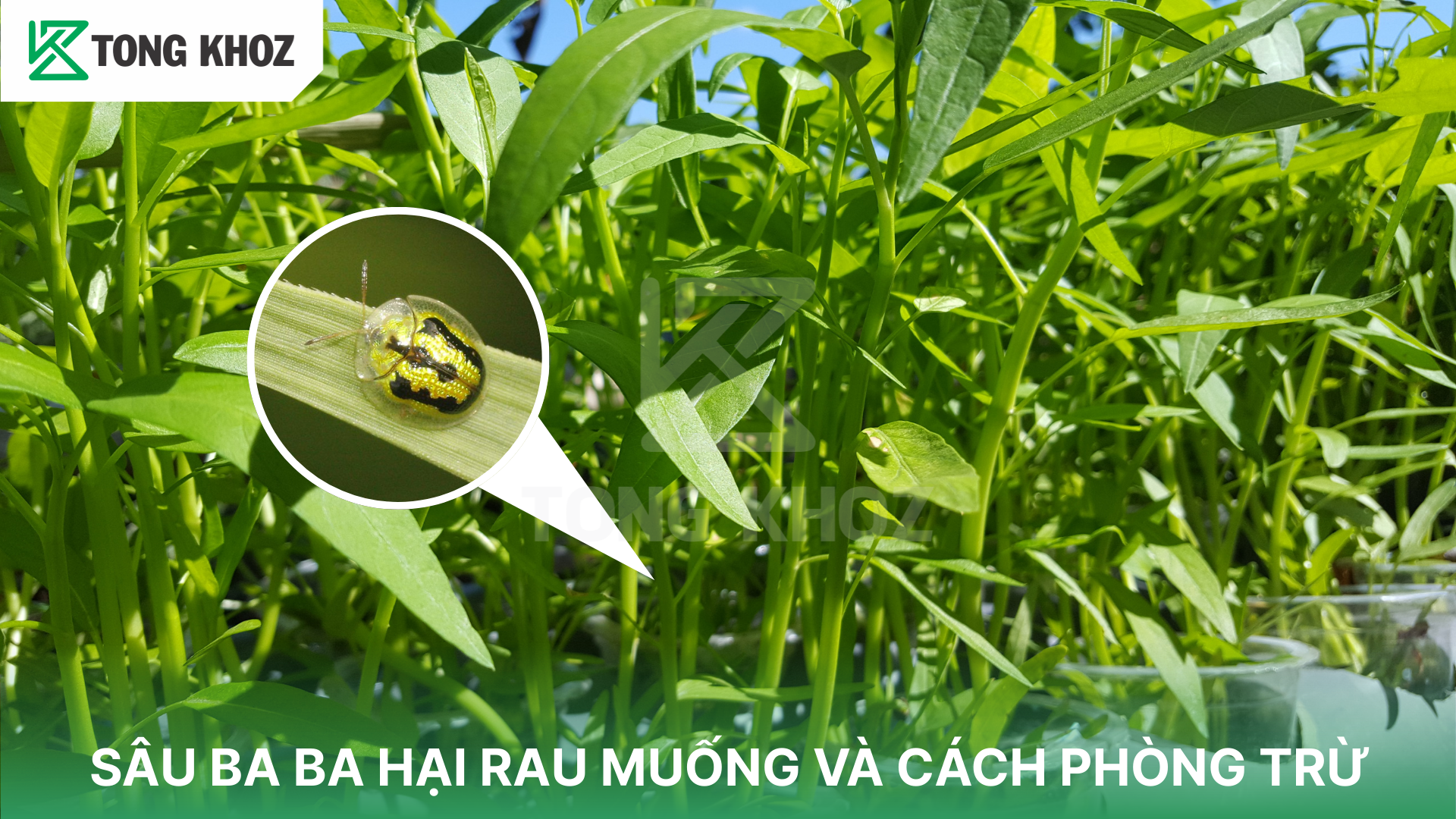 SÂU BA BA HẠI RAU MUỐNG VÀ CÁCH PHÒNG TRỪ | Tổng Kho Z