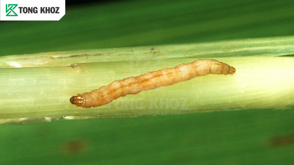 Sâu đục thân lúa là gì