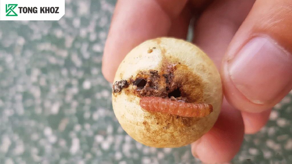 Sâu đục trái nhãn 