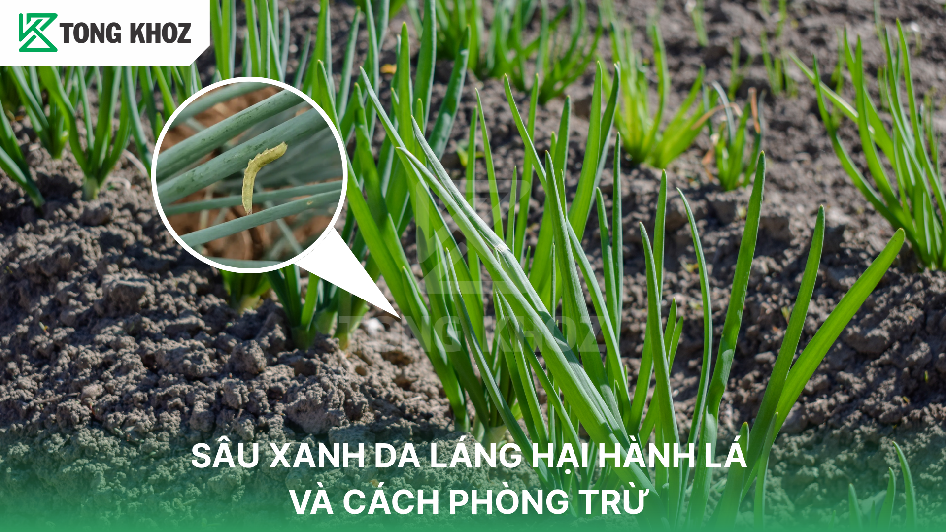 SÂU XANH DA LÁNG HẠI HÀNH LÁ VÀ CÁCH PHÒNG TRỪ | Tổng Kho Z